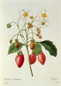 Fragaria (Erdbeere), graviert von Chapuis, aus 